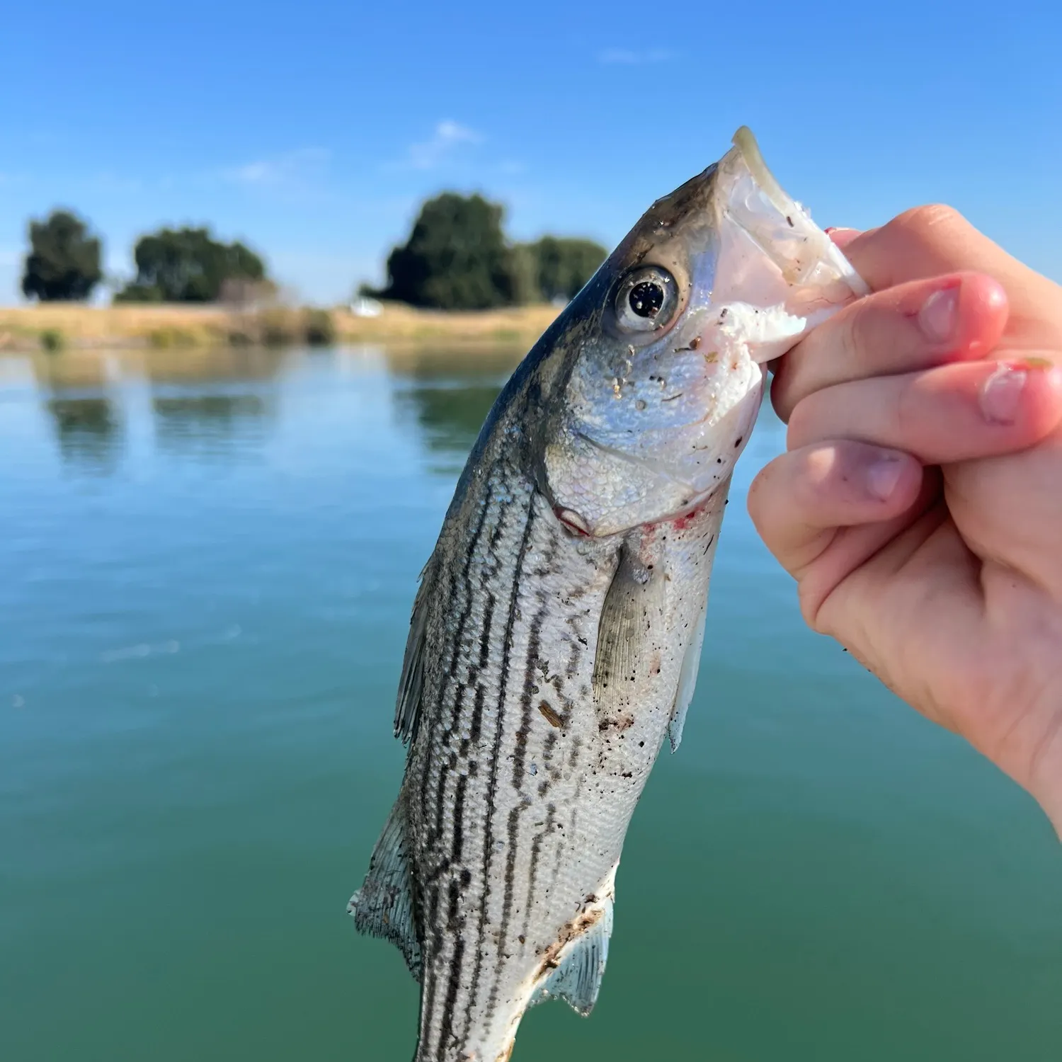 Striped bass caught on Fishbrain
