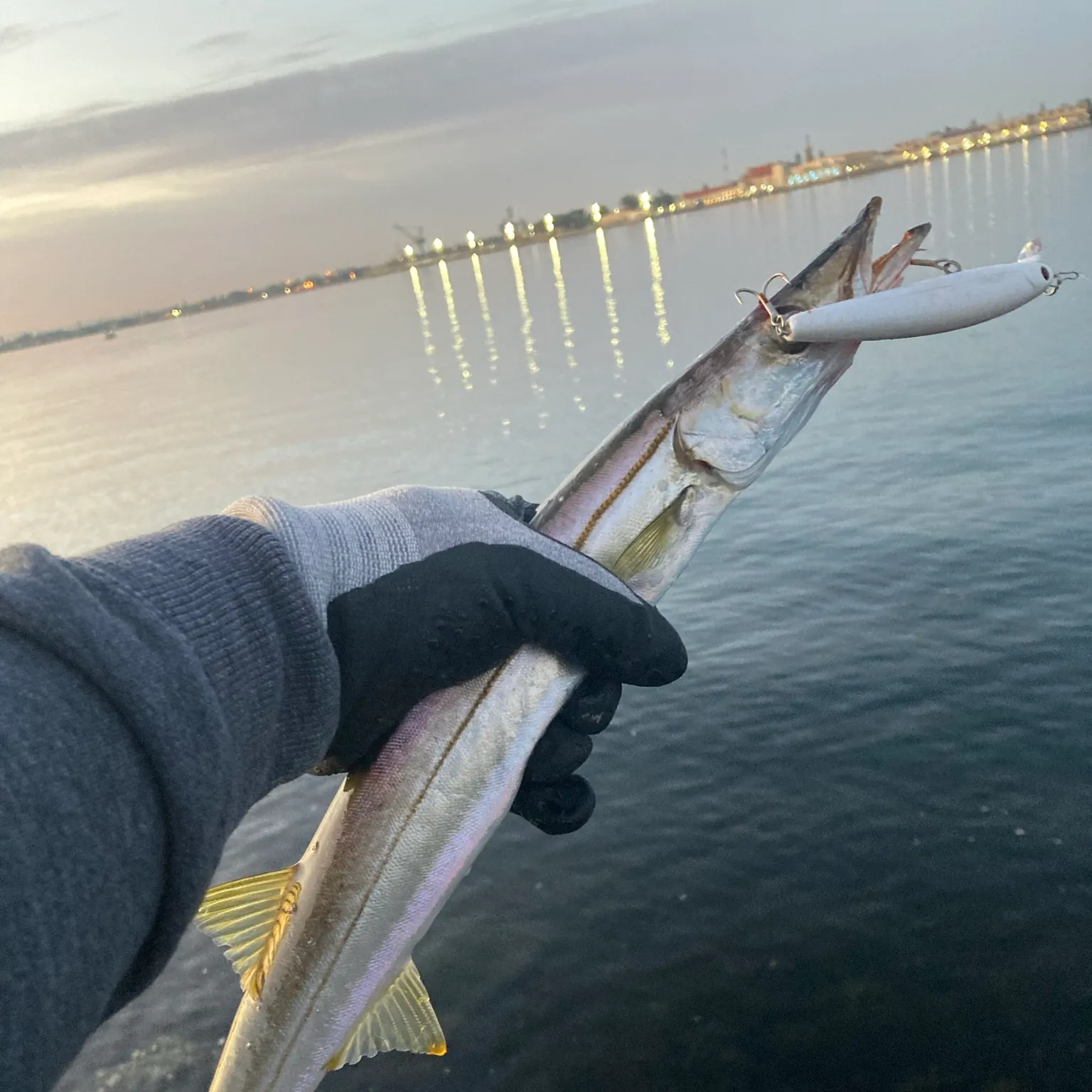 The most recent Pacific barracuda catches on Fishbrain