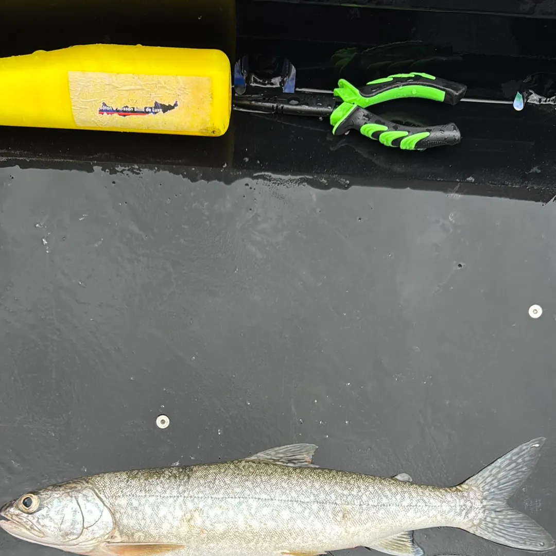 Lake char caught on Fishbrain