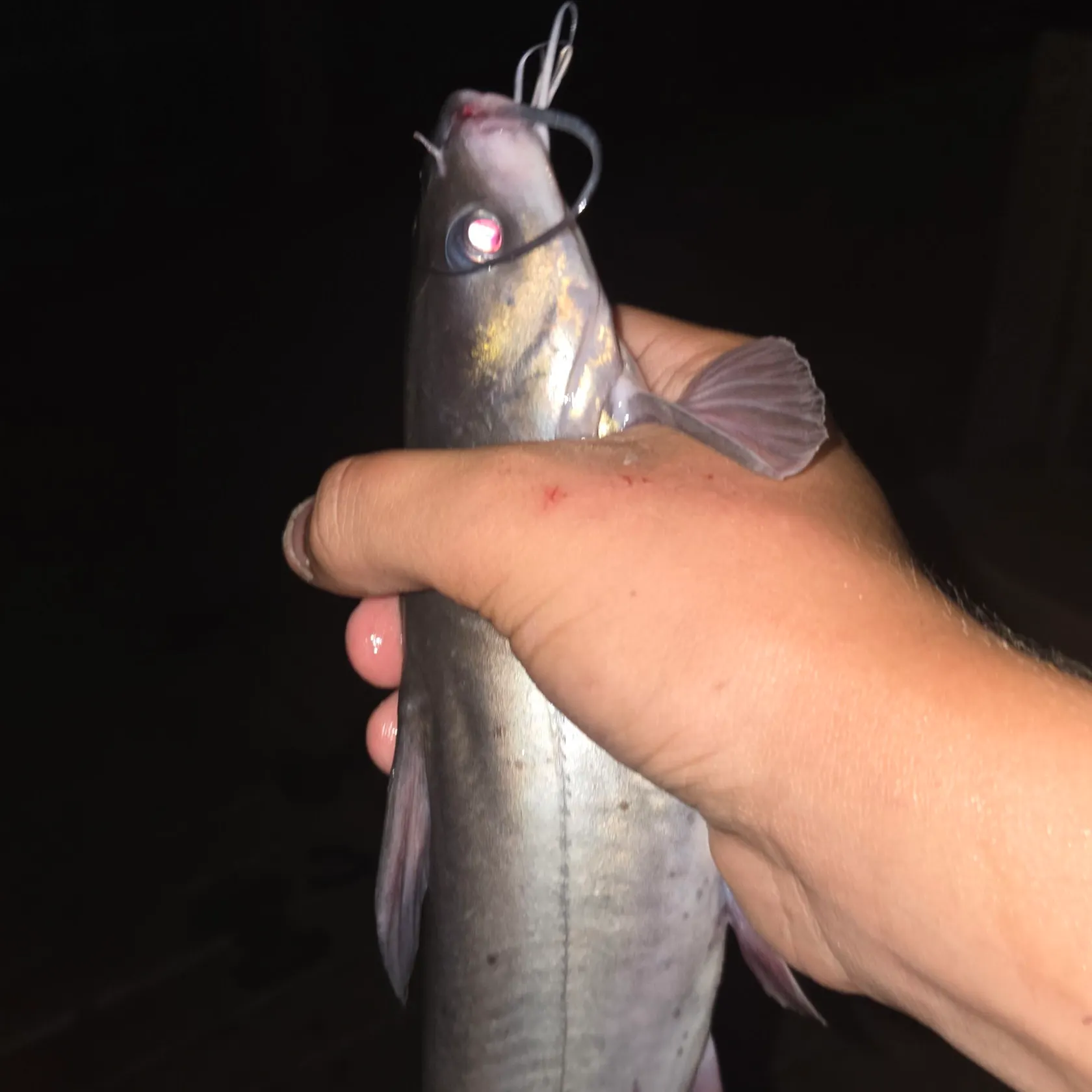 Channel catfish caught on Fishbrain