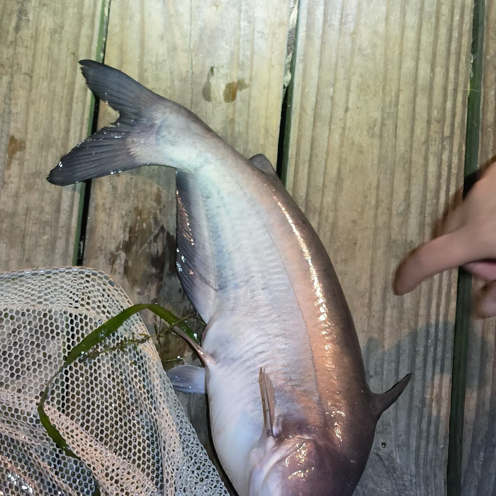 Blue catfish caught on Fishbrain