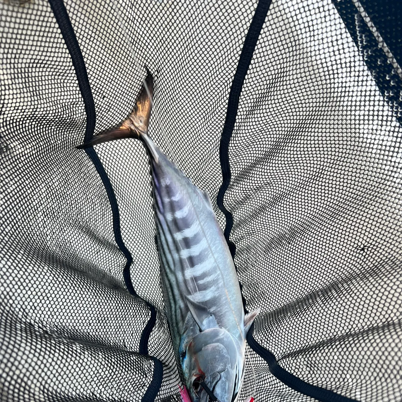 The most recent Atlantic bonito catches on Fishbrain