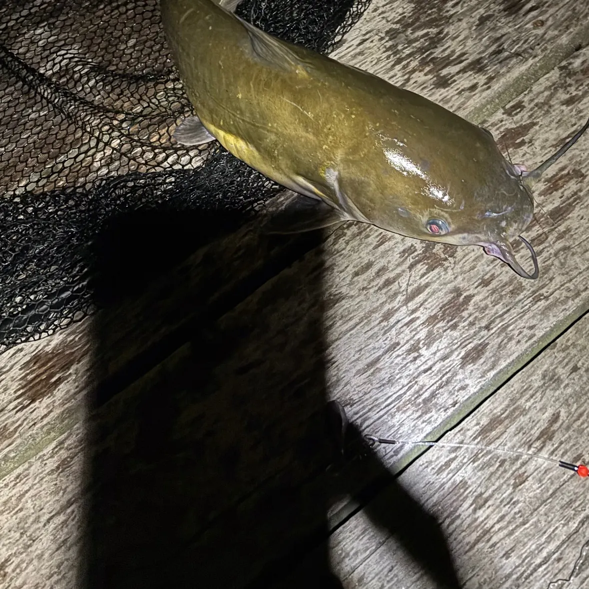 Fish caught on Fishbrain