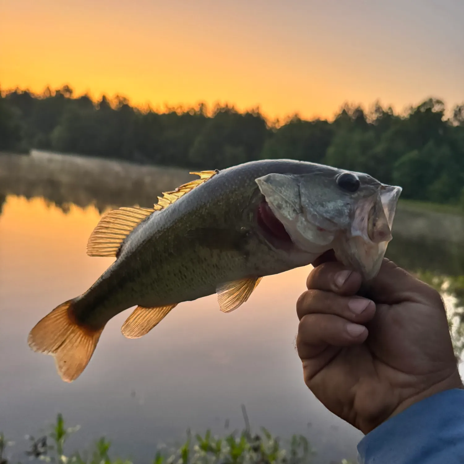 Largemouth bass caught on Fishbrain