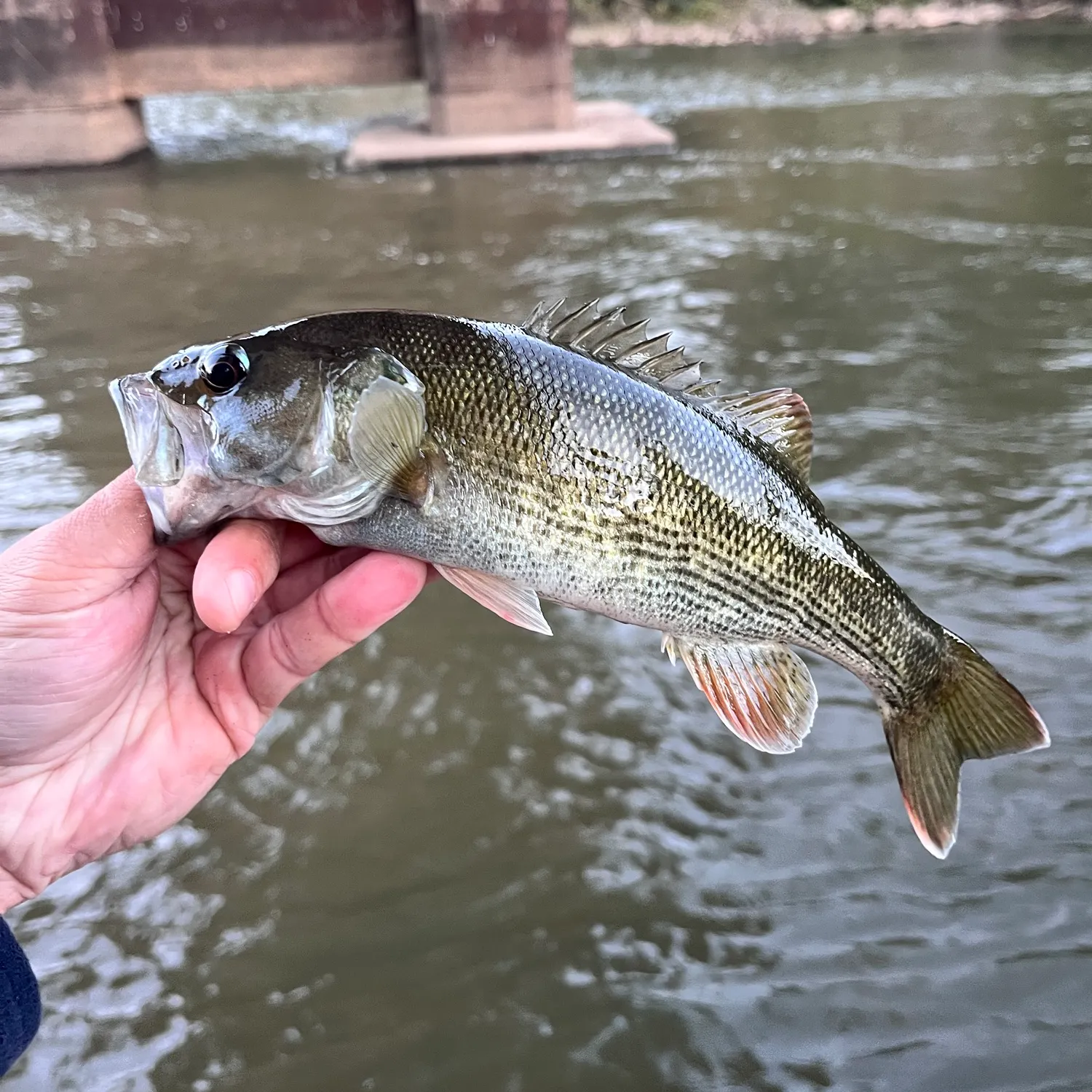 Redeye bass caught on Fishbrain