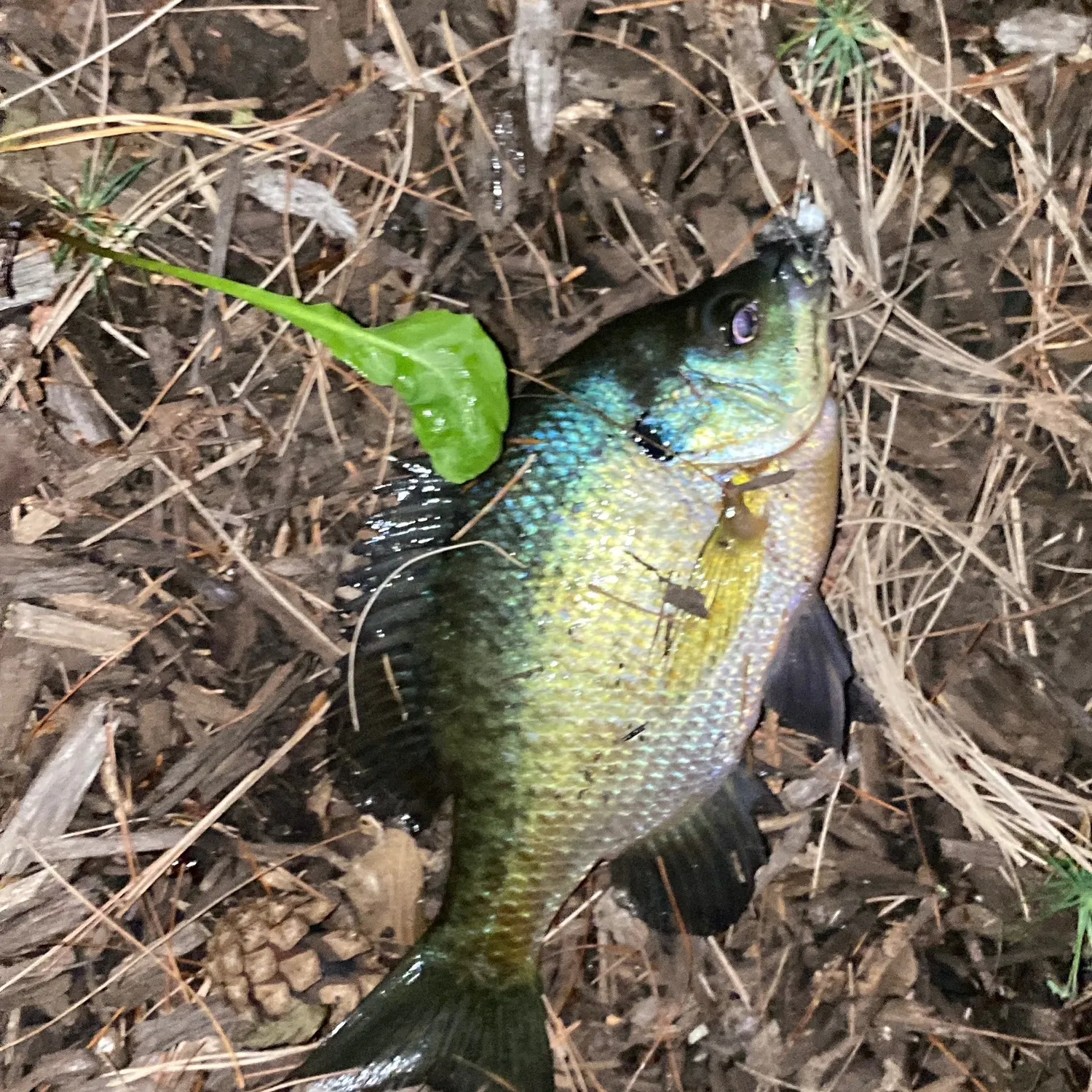 Bluegill caught on Fishbrain