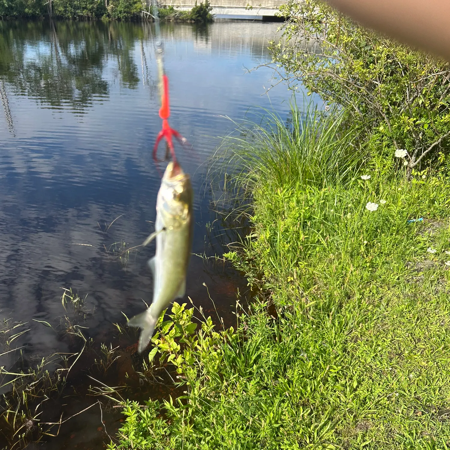 The most recent Spotted rose snapper catches on Fishbrain