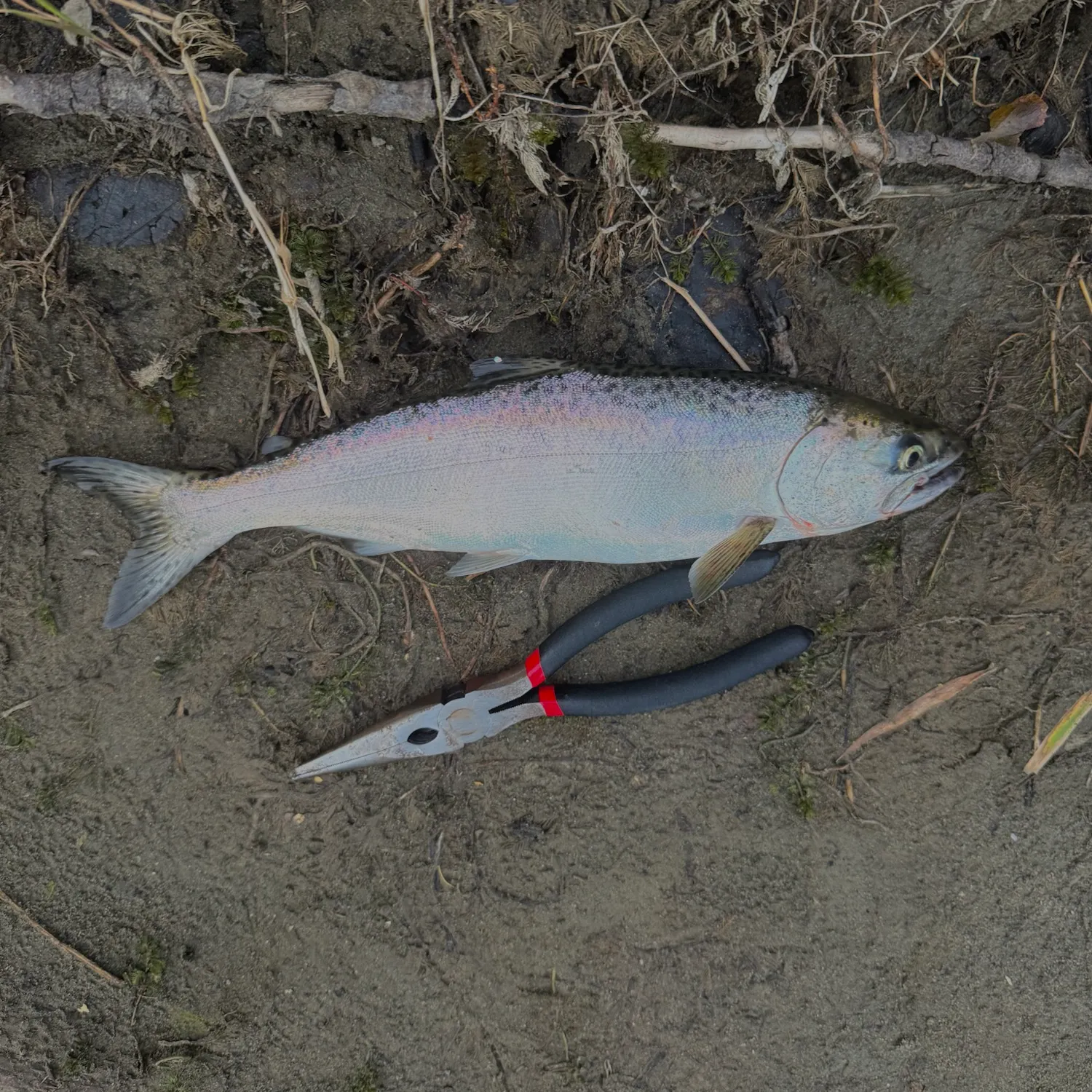Rainbow trout caught on Fishbrain