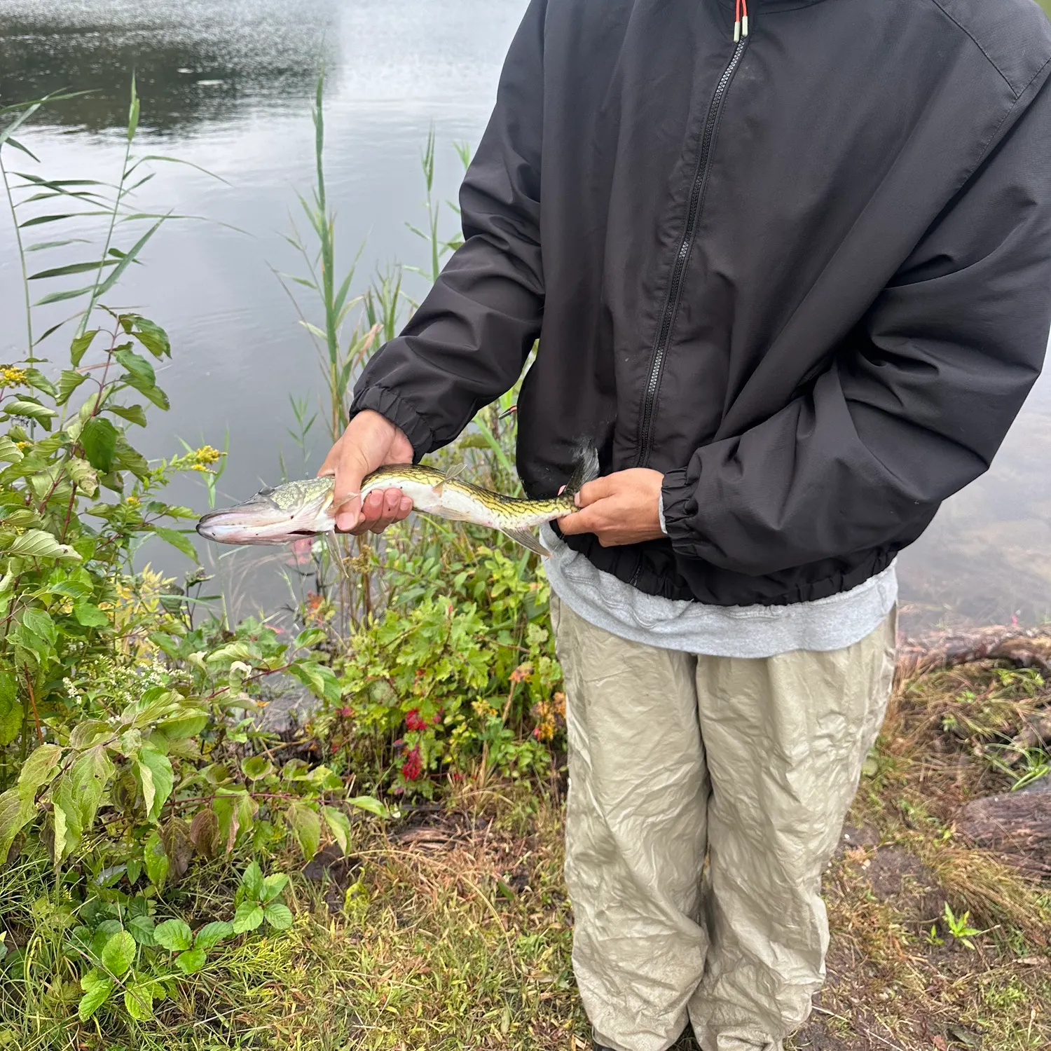Chain pickerel caught on Fishbrain