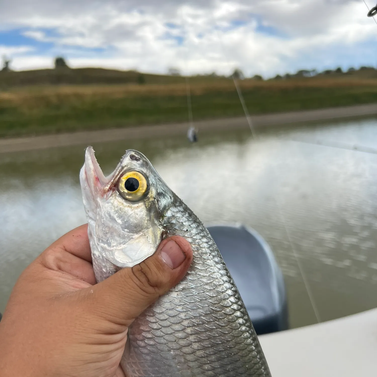 Goldeye caught on Fishbrain