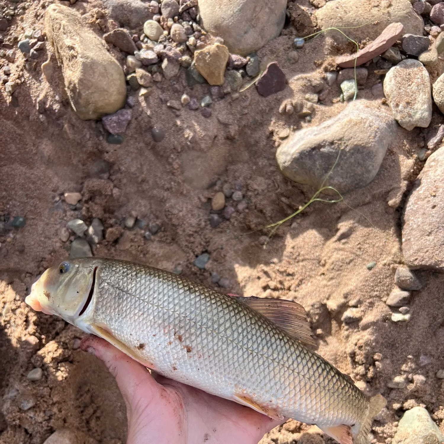 White sucker caught on Fishbrain