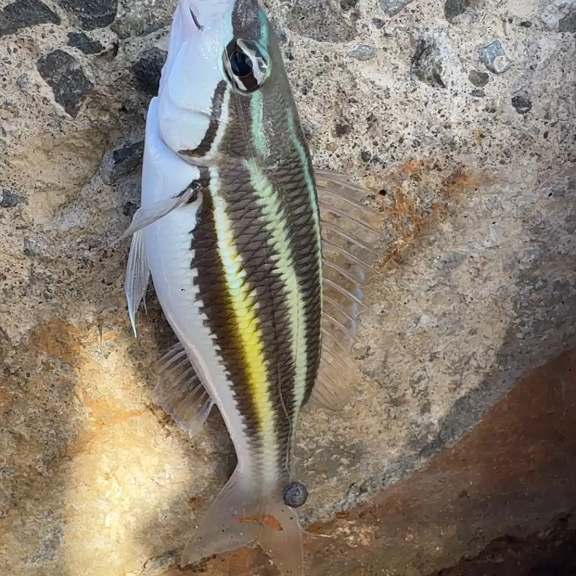 The most recent Two-lined monocle bream catches on Fishbrain