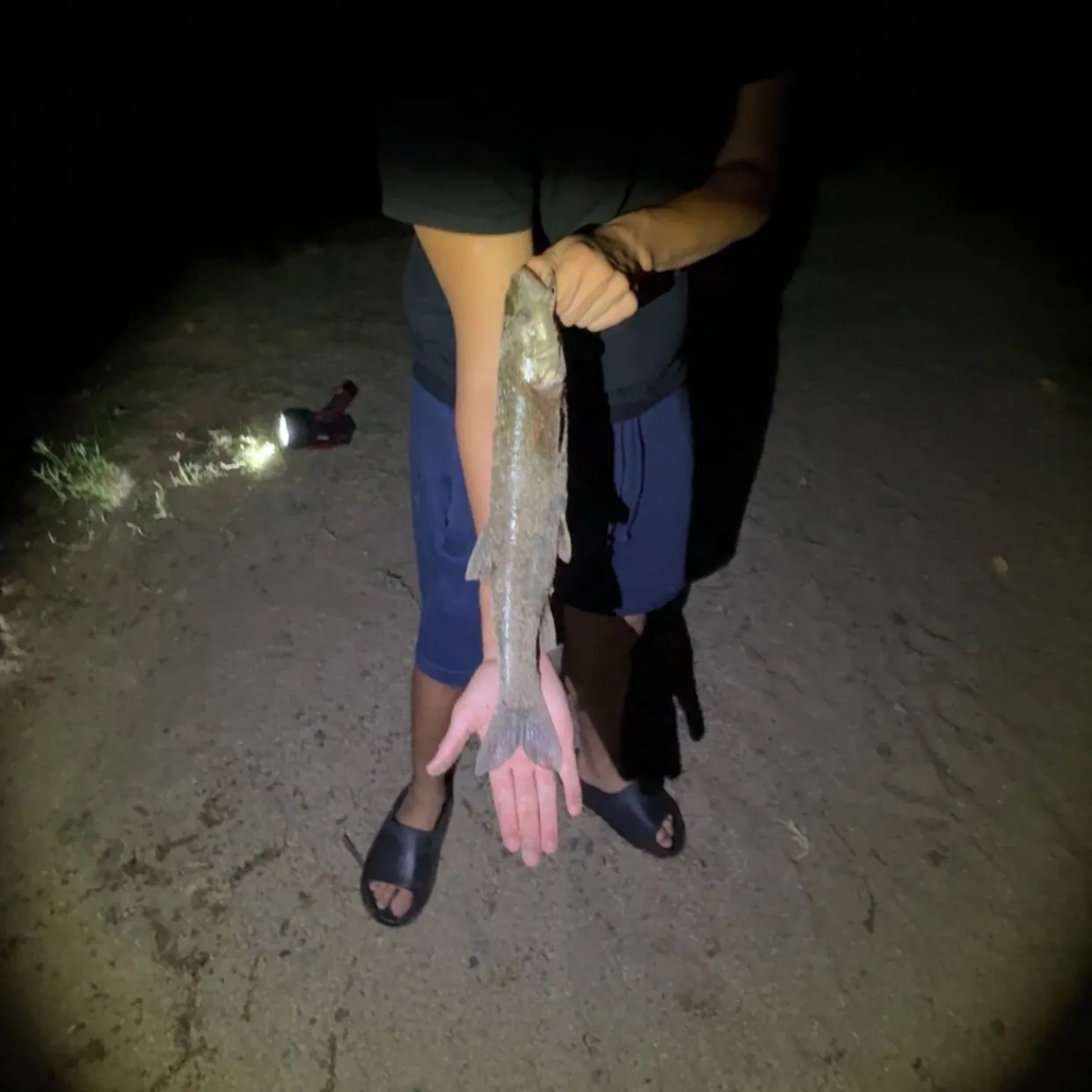 The most recent Sacramento pikeminnow catches on Fishbrain