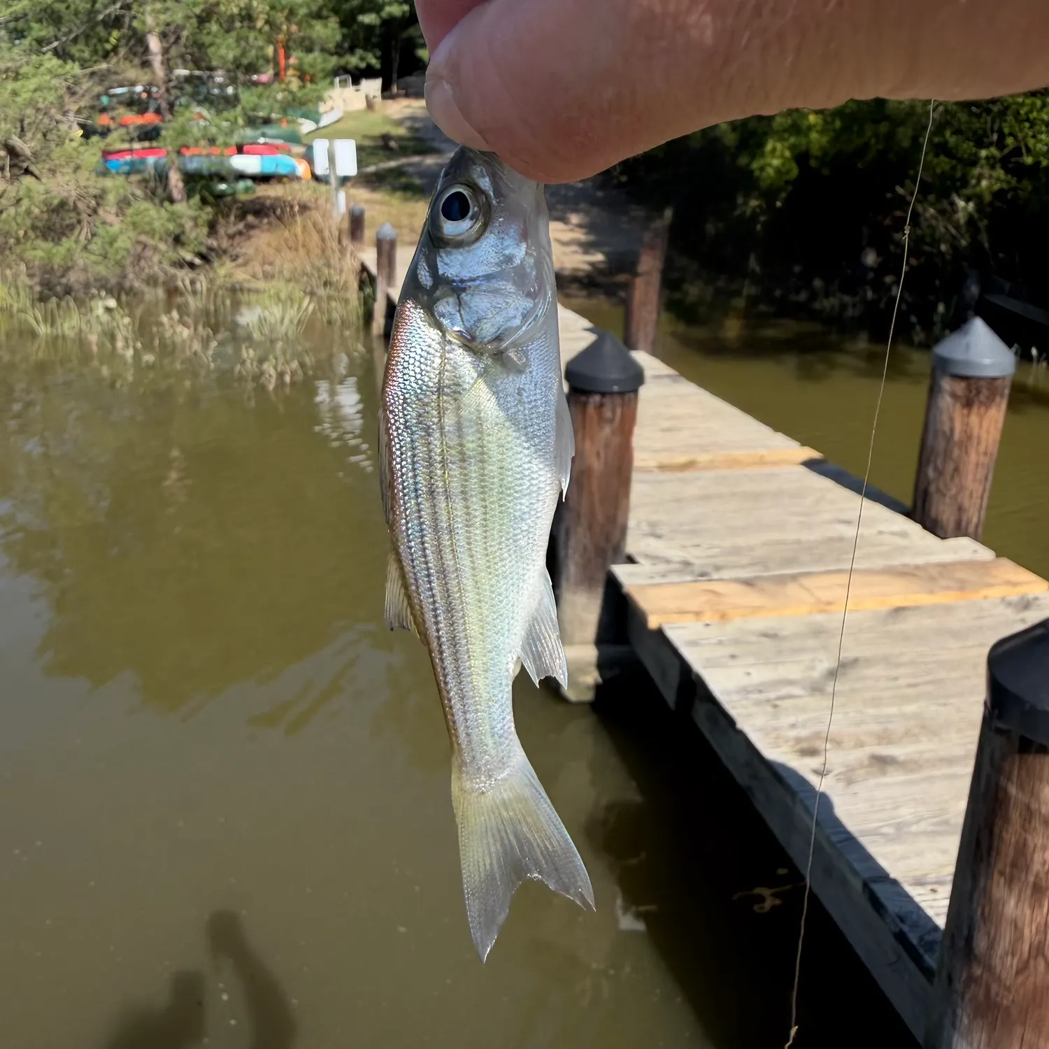 Striped bass caught on Fishbrain
