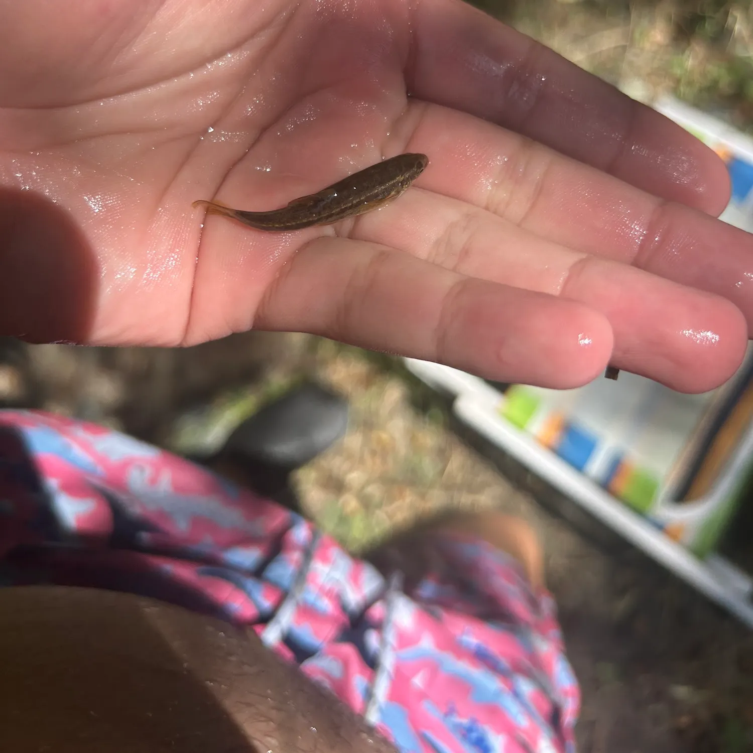 The most recent Speckled dace catches on Fishbrain