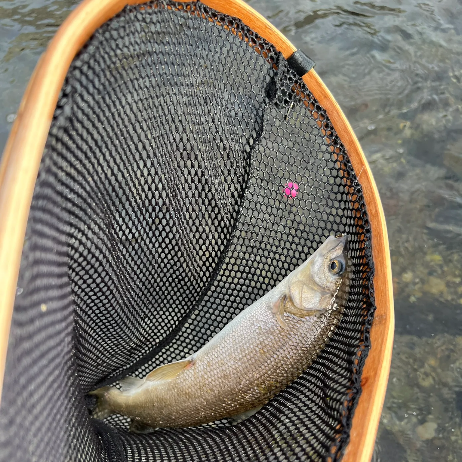 The most recent Mountain whitefish catches on Fishbrain