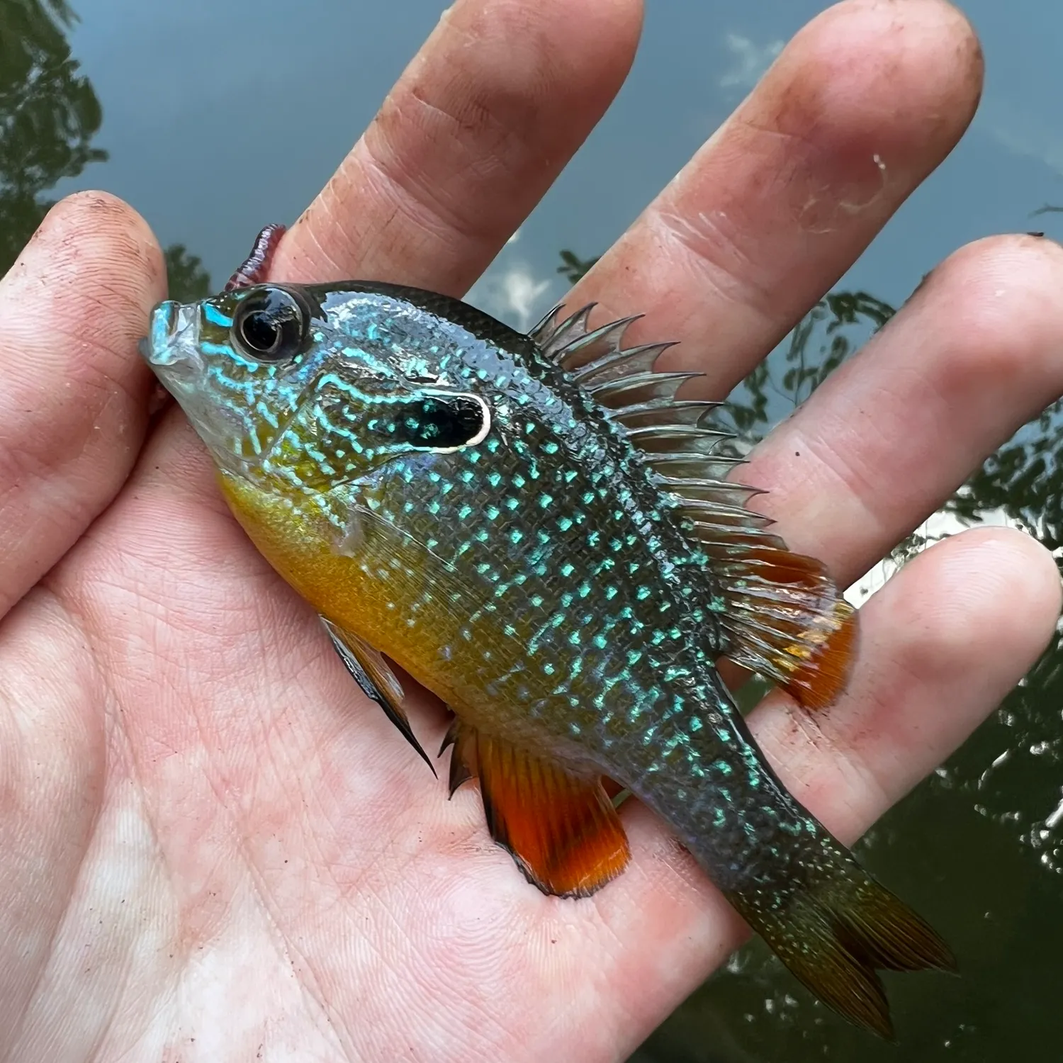 The most recent Swampland longear sunfish catches on Fishbrain