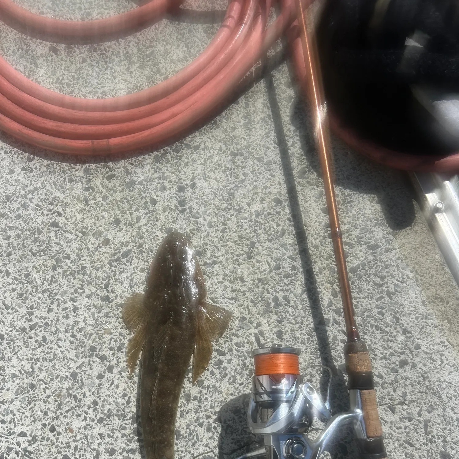 Southern black bream caught on Fishbrain