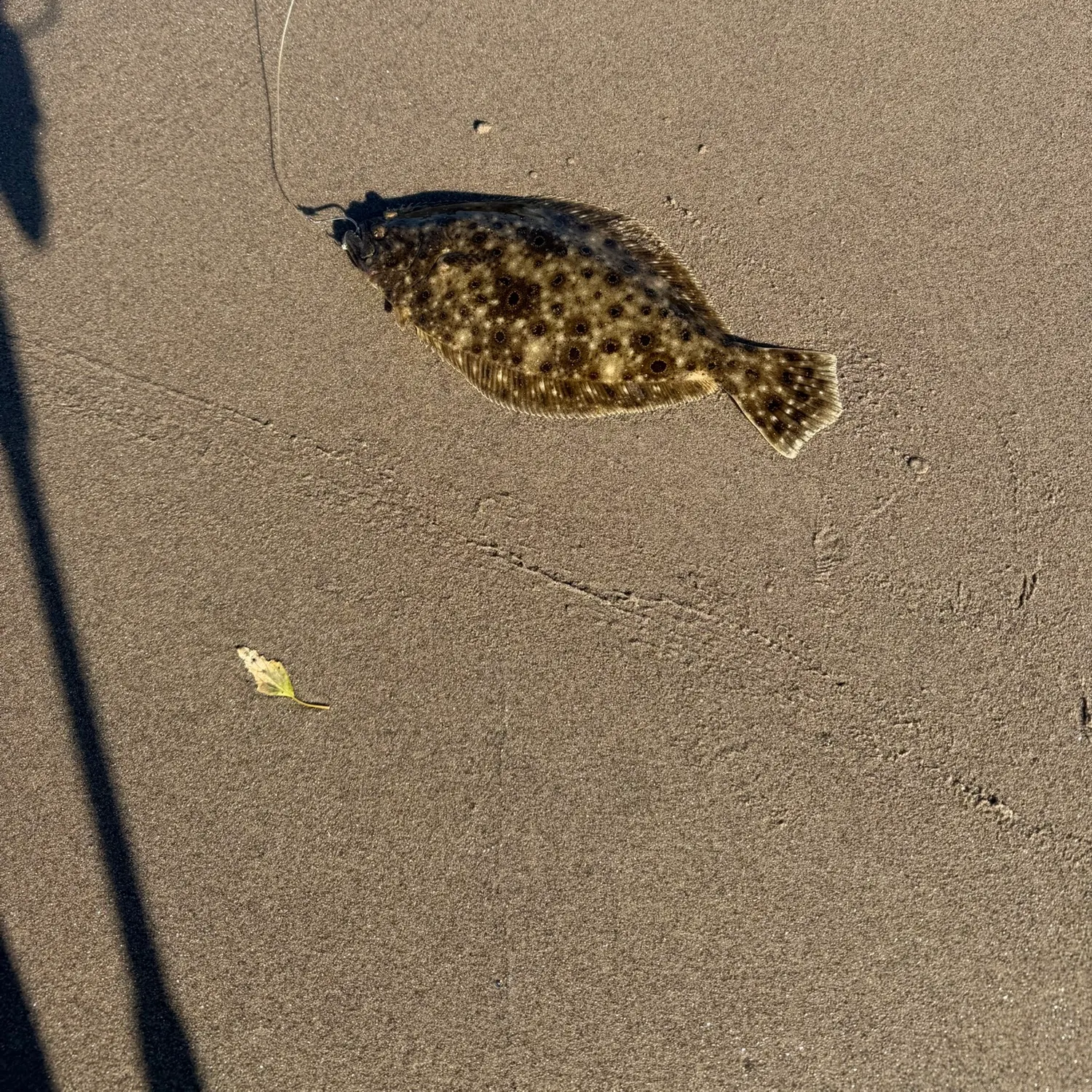 Summer flounder caught on Fishbrain