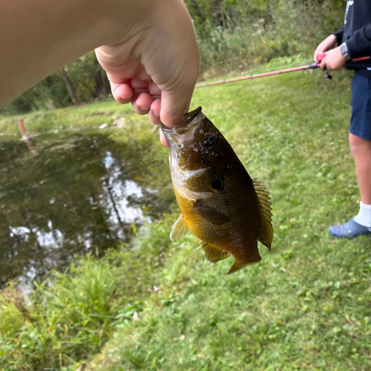 Green sunfish caught on Fishbrain