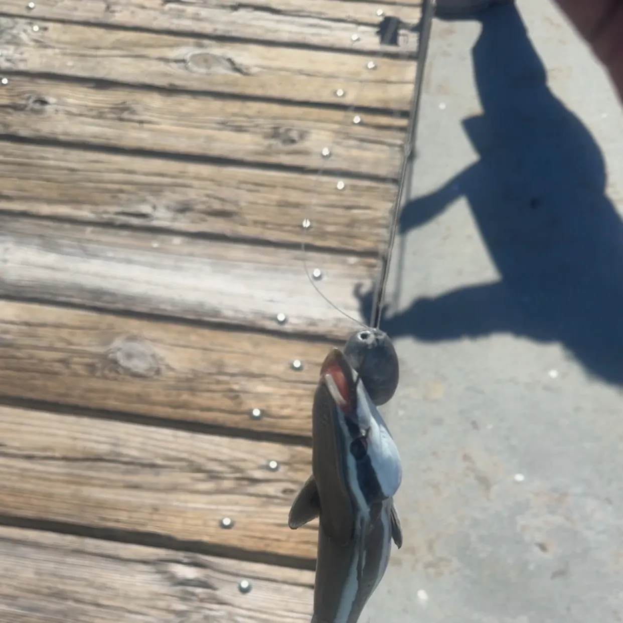 Common remora caught on Fishbrain