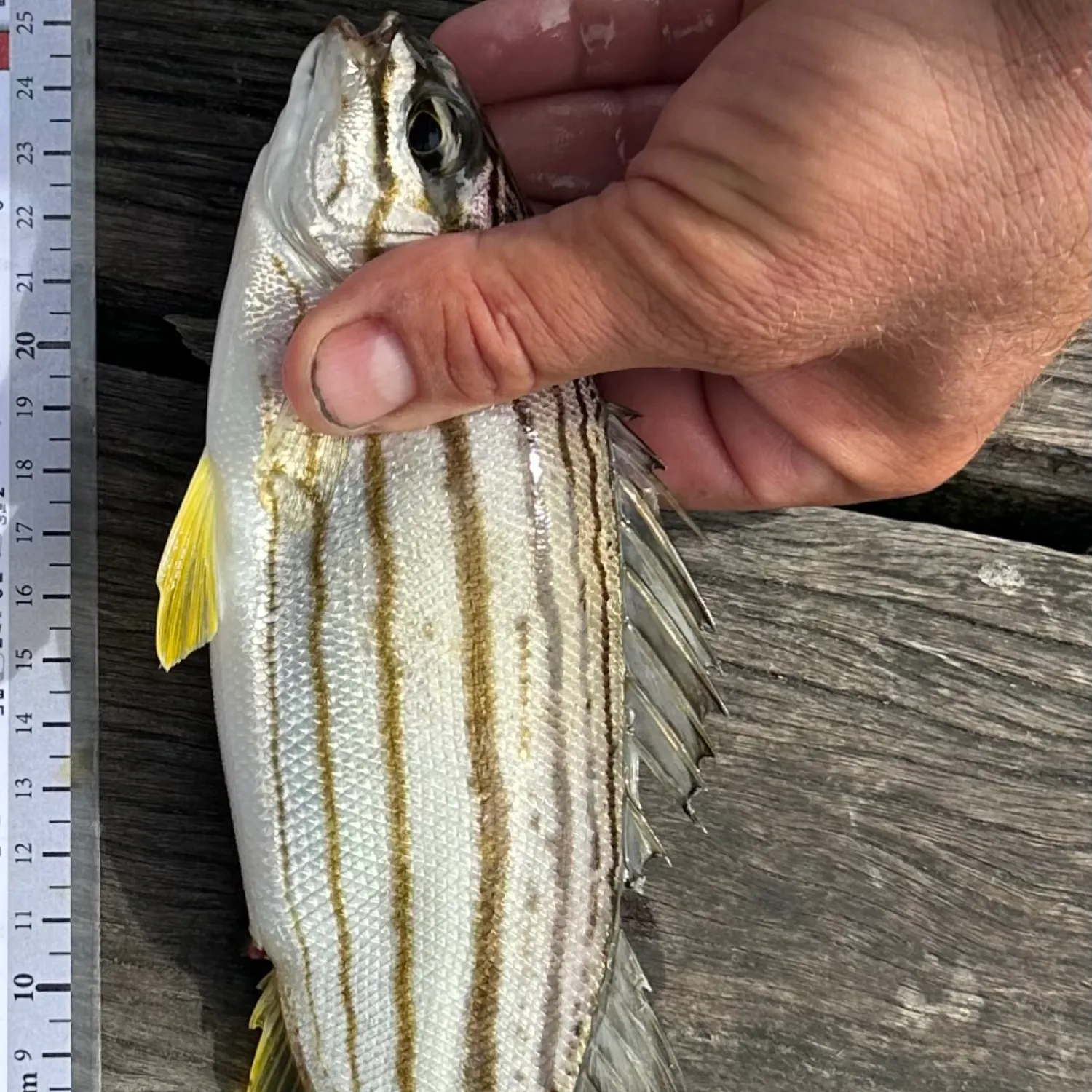 The most recent Four-lined Grunter catches on Fishbrain