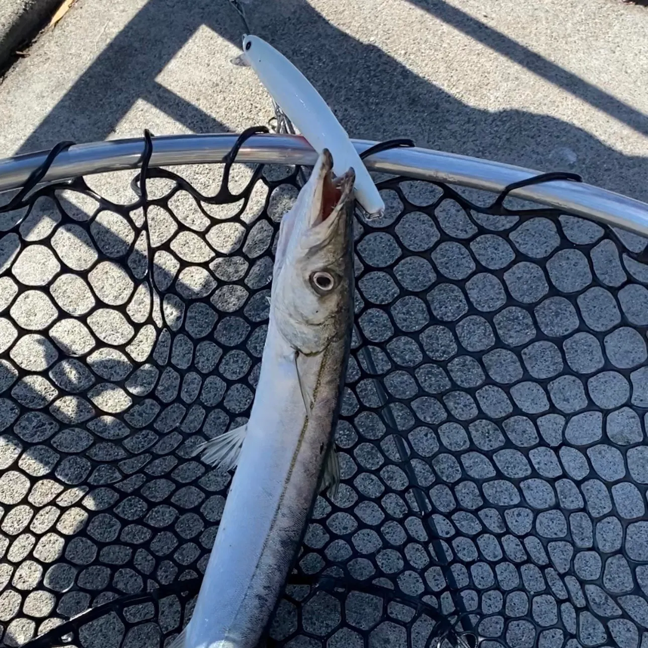 The most recent Pacific barracuda catches on Fishbrain