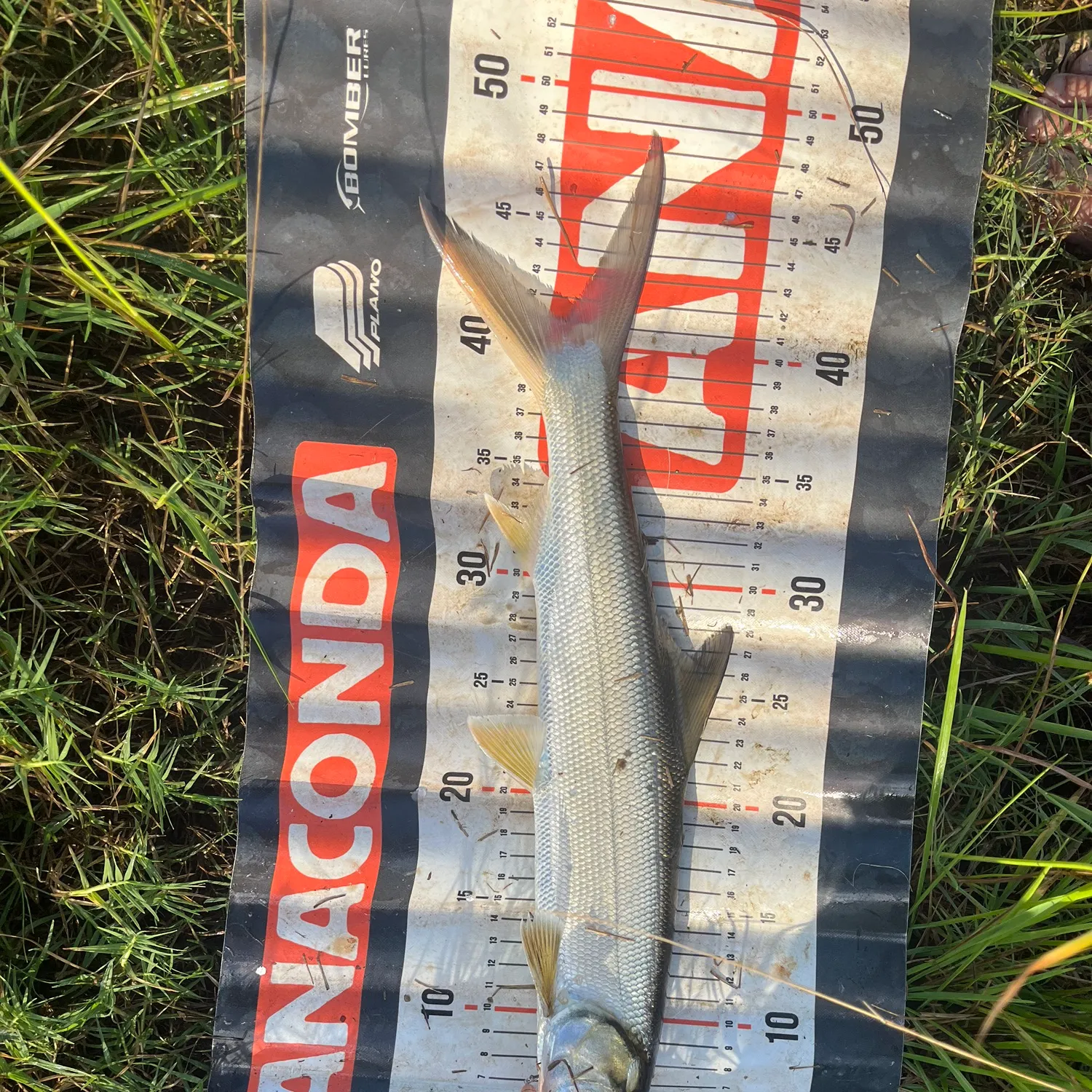 The most recent Hawaiian ladyfish catches on Fishbrain