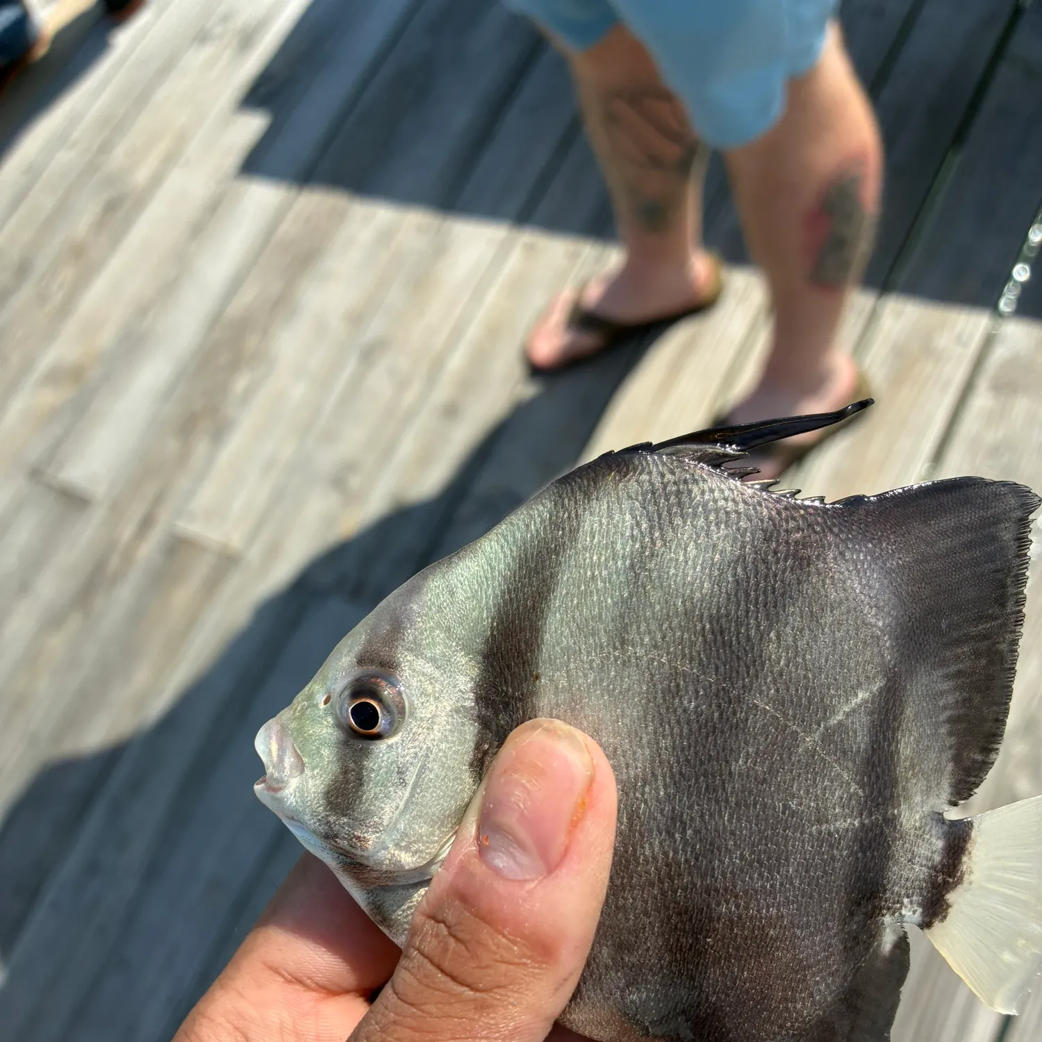 The most recent Atlantic spadefish catches on Fishbrain