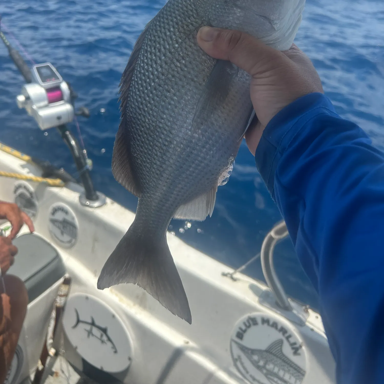 The most recent White margate catches on Fishbrain