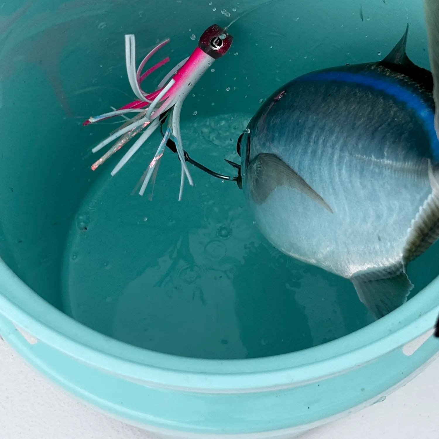 The most recent Bar jack catches on Fishbrain