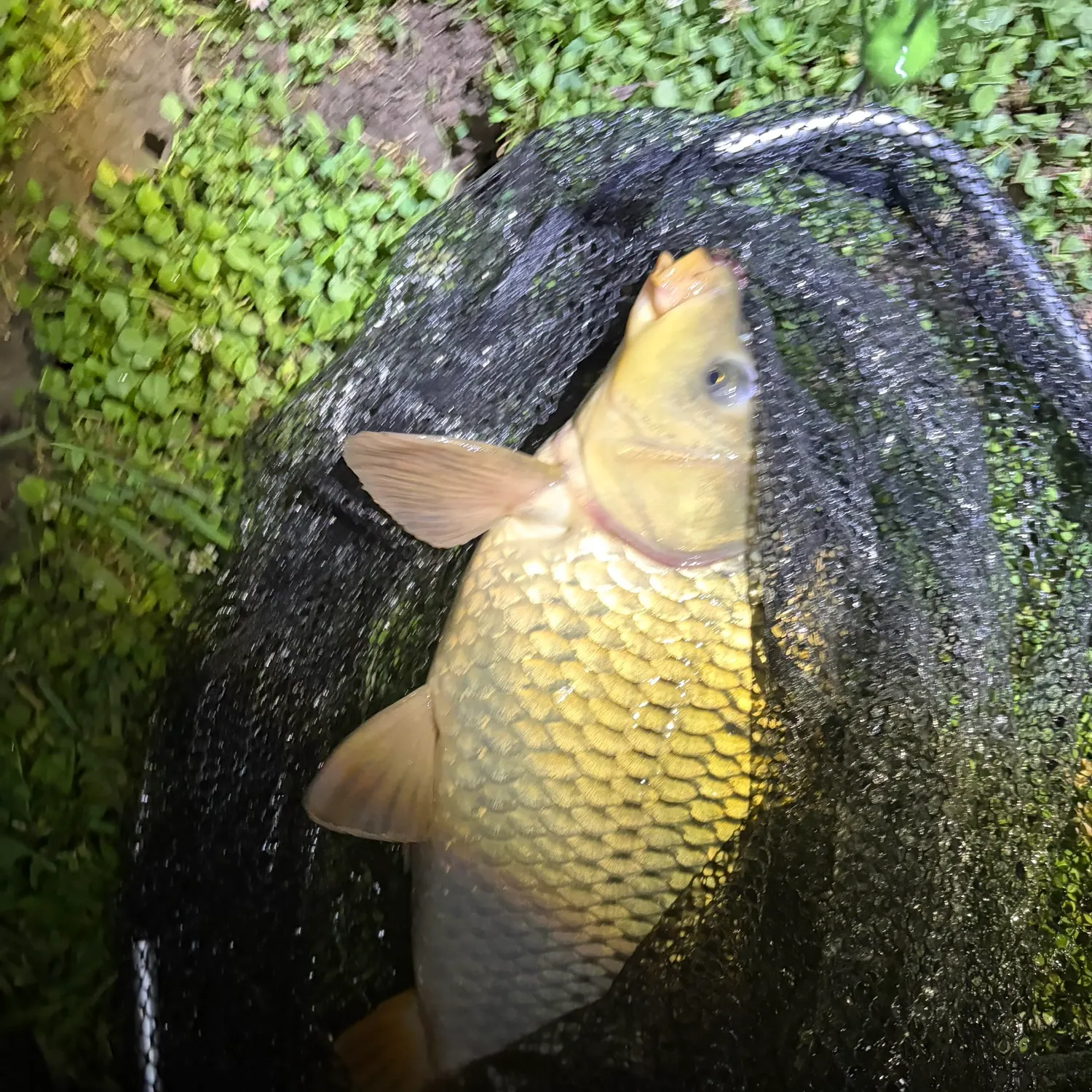 Common carp caught on Fishbrain