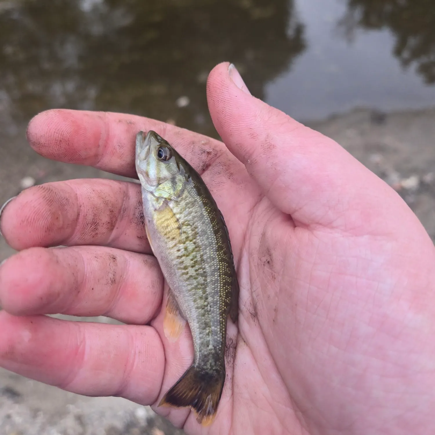 Smallmouth bass caught on Fishbrain