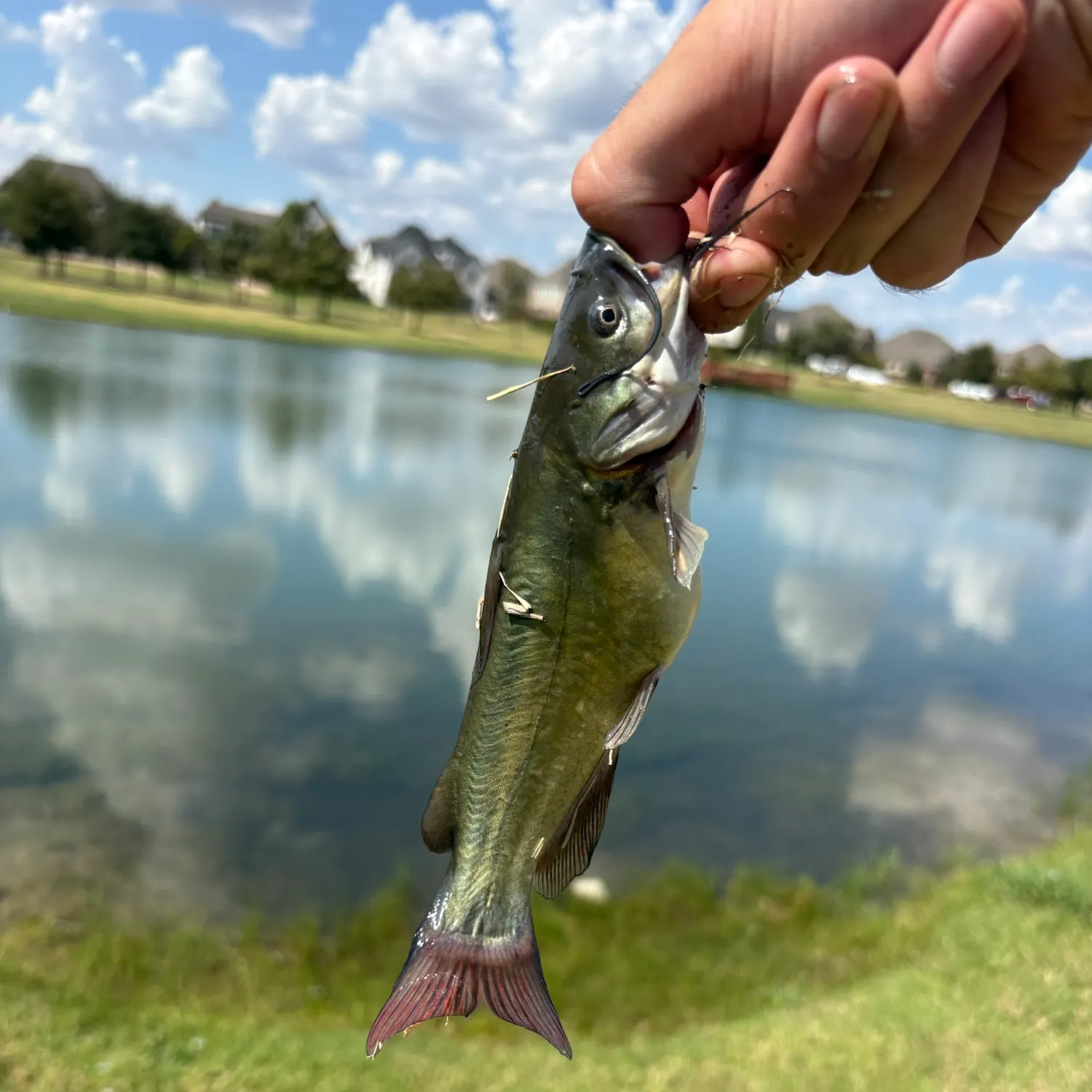 Yellow bullhead caught on Fishbrain