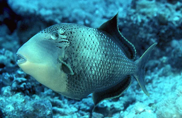 Yellowmargin triggerfish