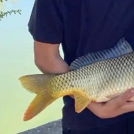 Common carp caught on Fishbrain