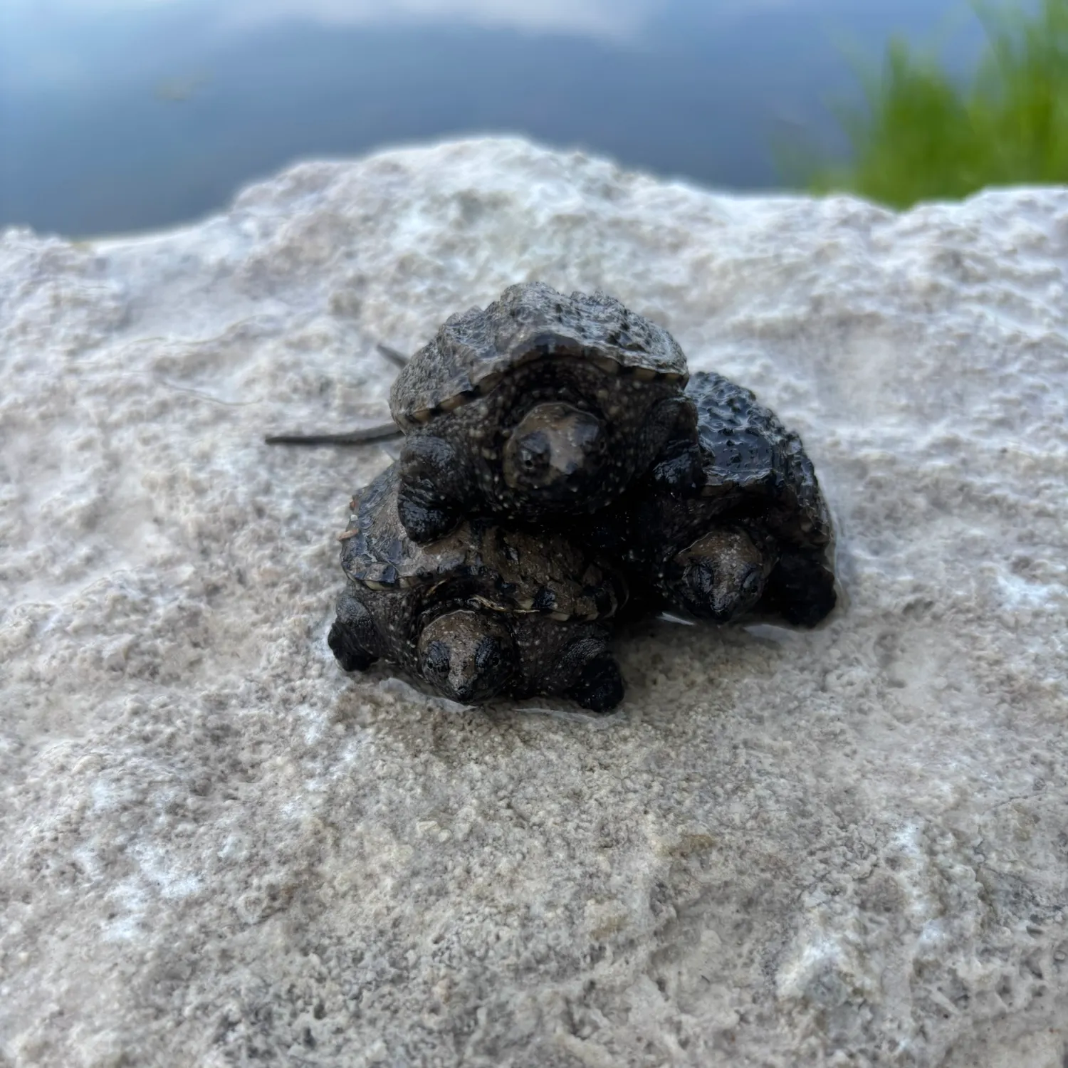 Common snapping turtle caught on Fishbrain