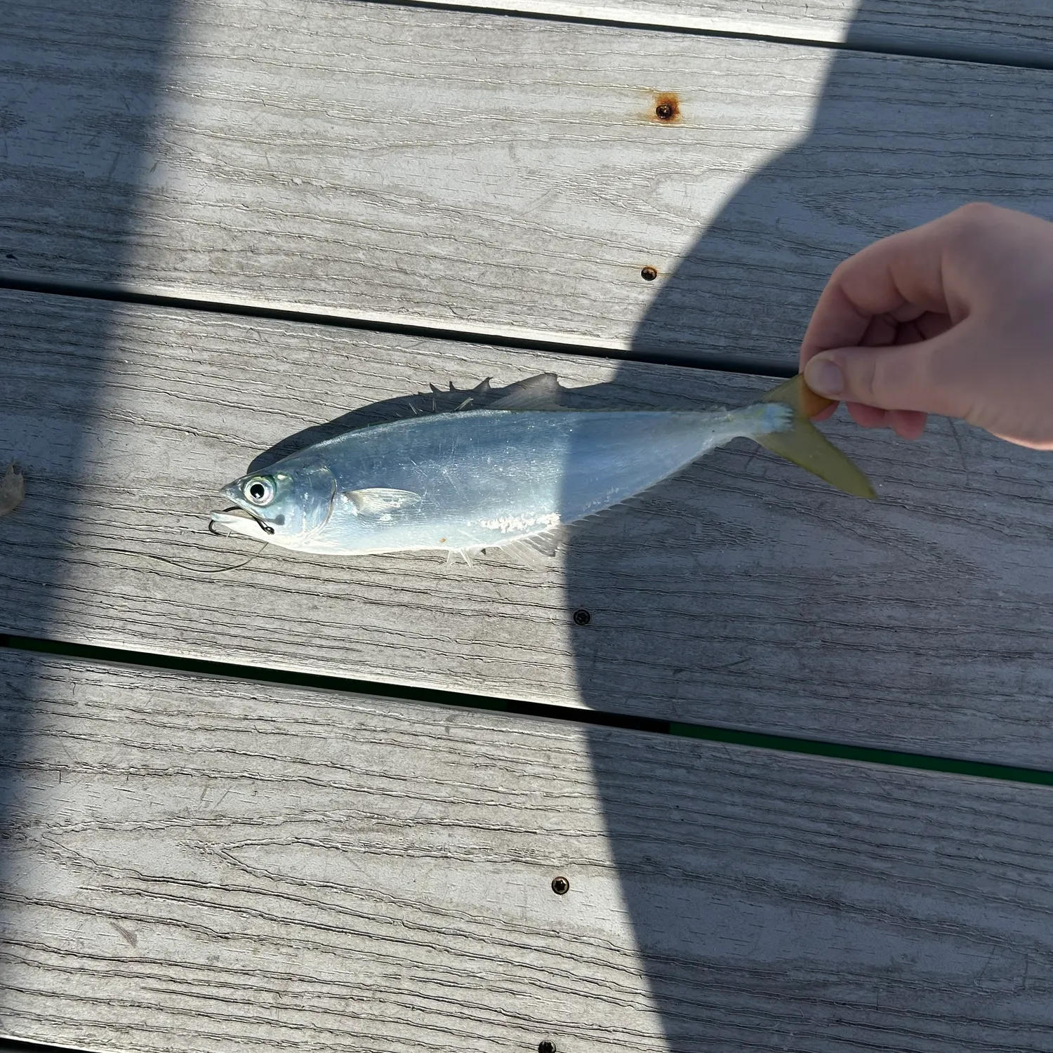 The most recent Leatherjack catches on Fishbrain