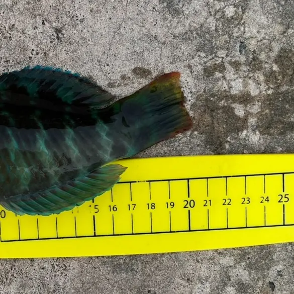 The most recent Gunther's wrasse catches on Fishbrain