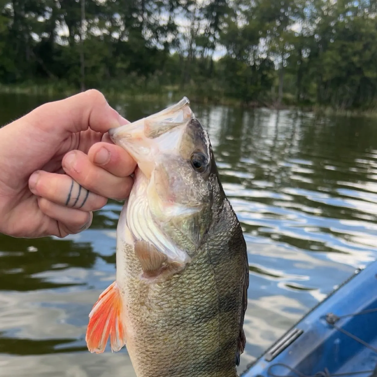 European perch caught on Fishbrain