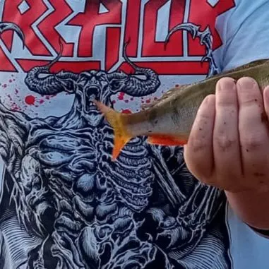European perch caught on Fishbrain