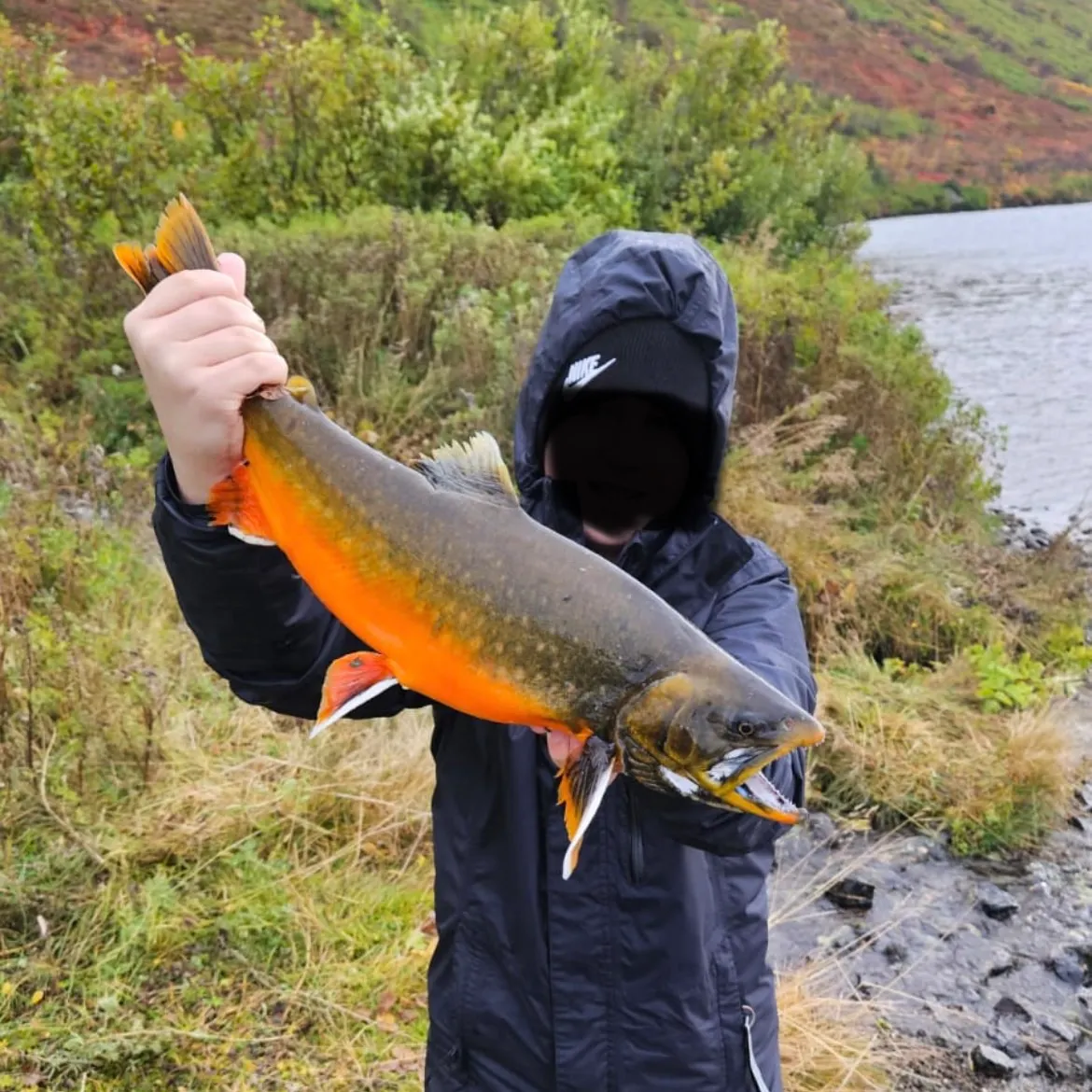 The most recent Arctic char catches on Fishbrain