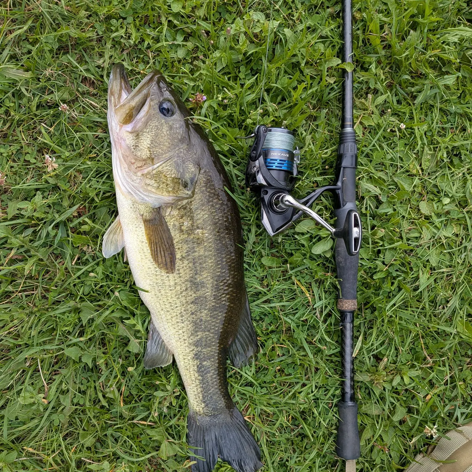 Largemouth bass caught on Fishbrain