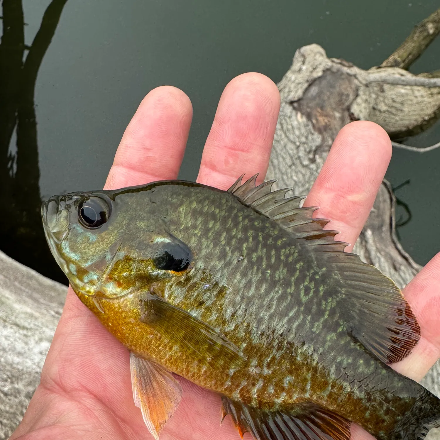 Greengill hybrid caught on Fishbrain