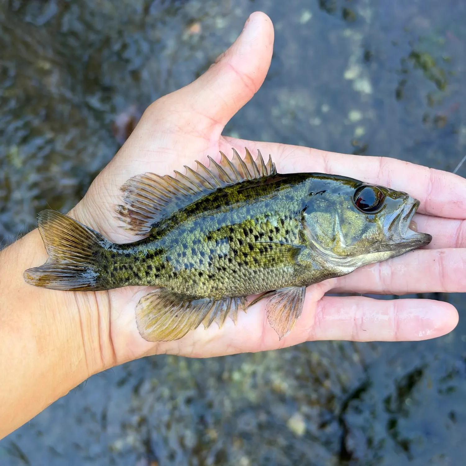 Ozark bass caught on Fishbrain