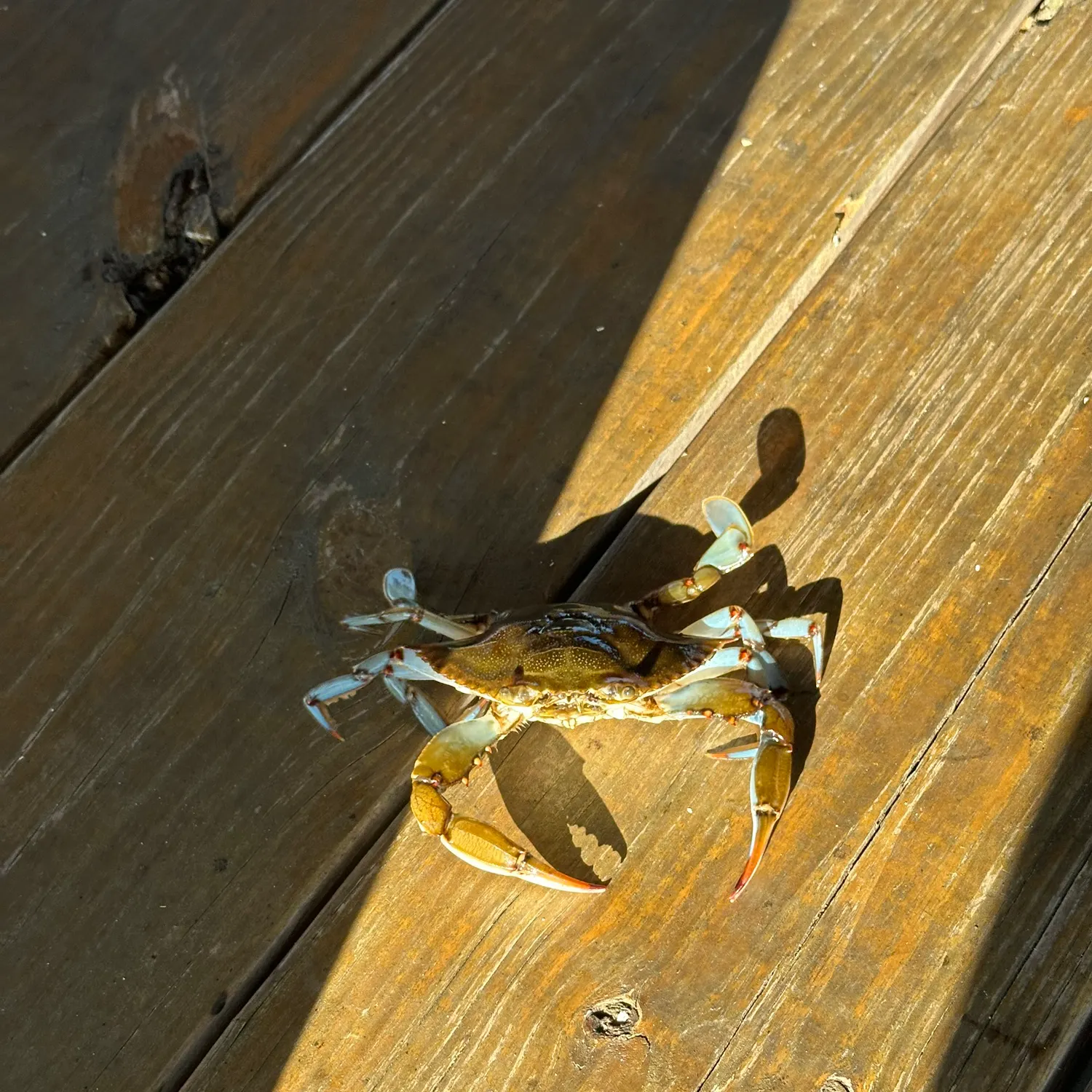 Blue crab caught on Fishbrain