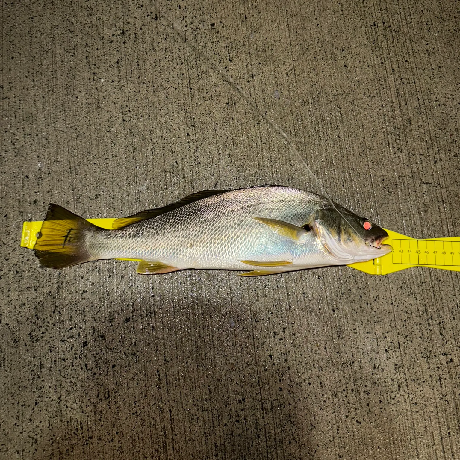 The most recent Japanese meagre catches on Fishbrain