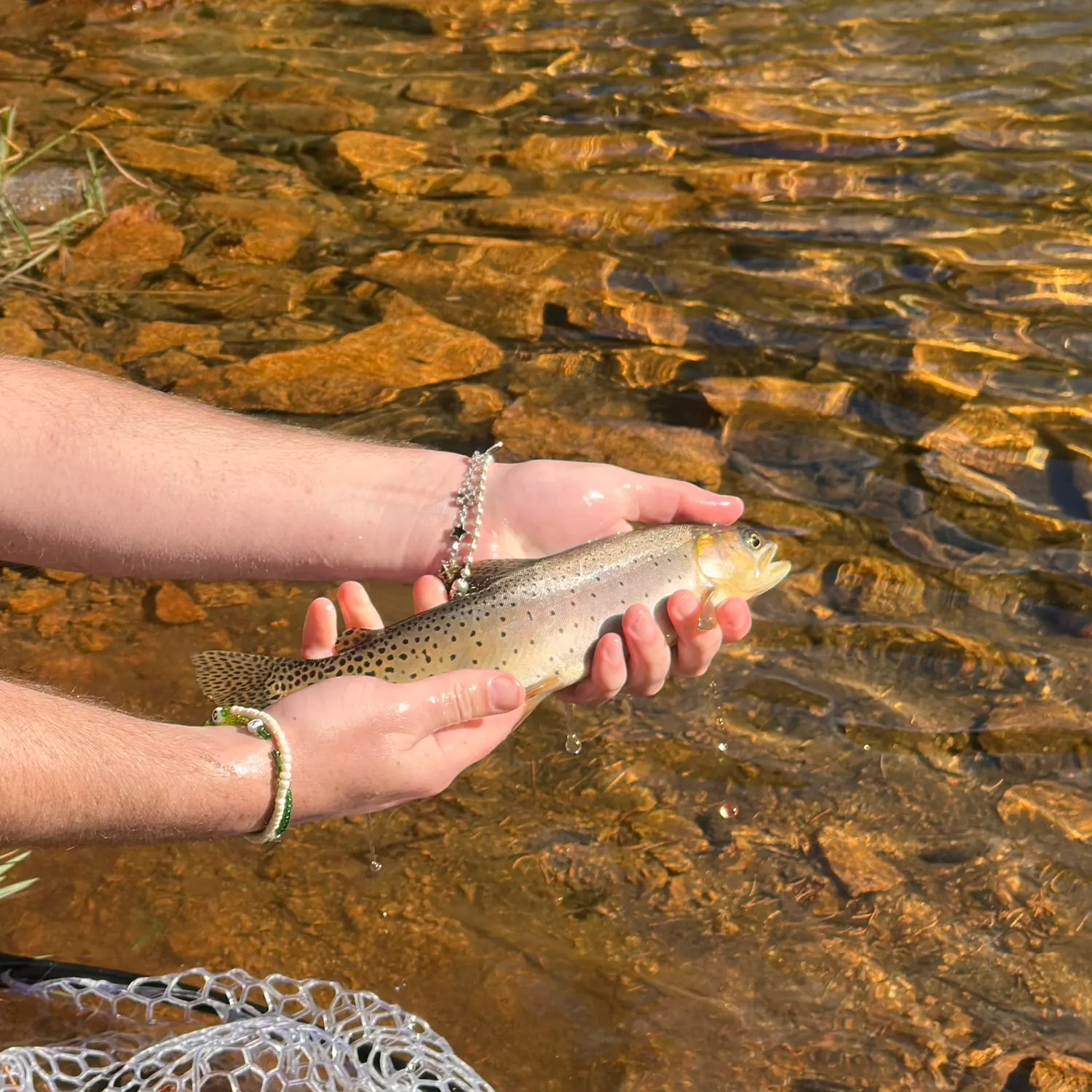 Cutthroat trout caught on Fishbrain