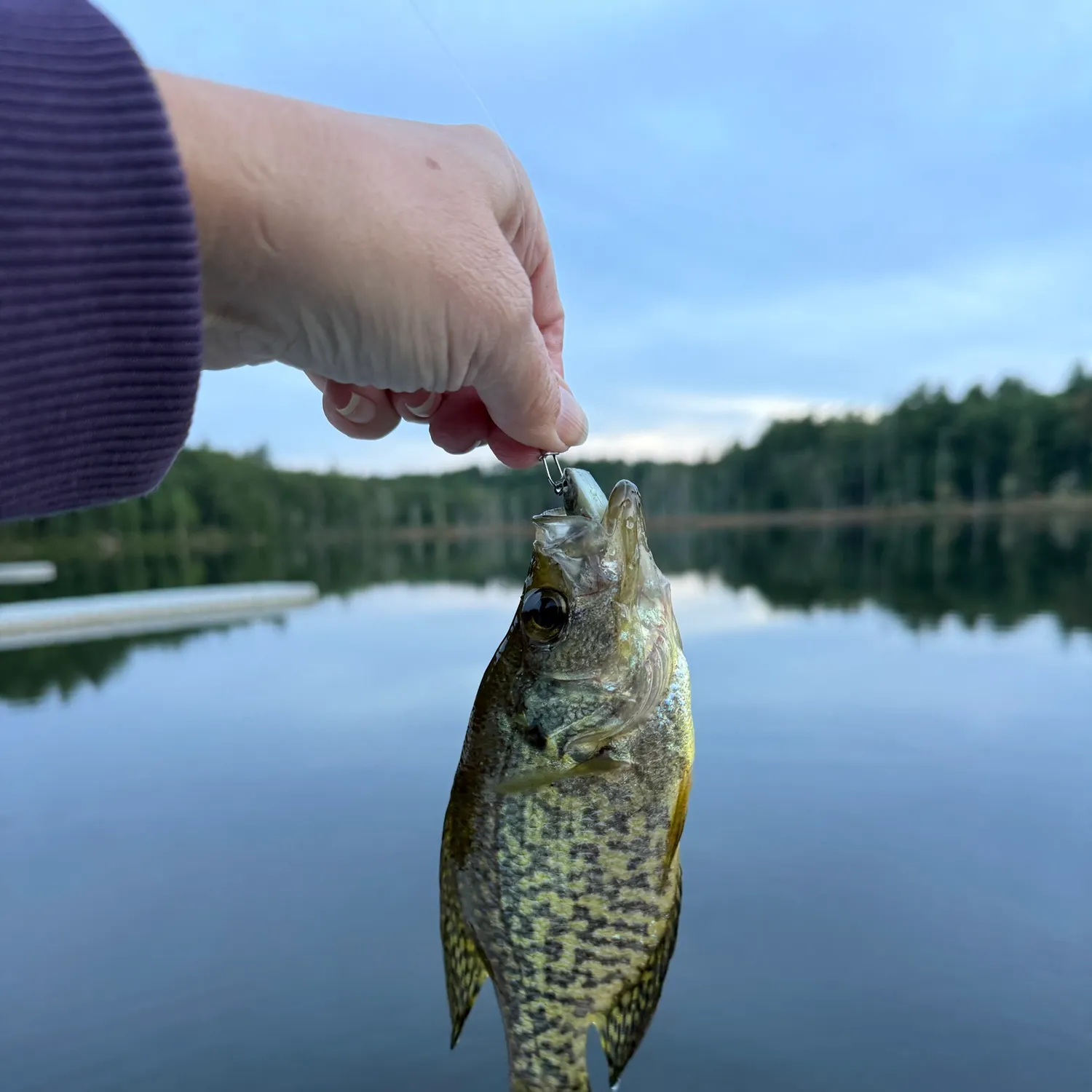 Black crappie caught on Fishbrain