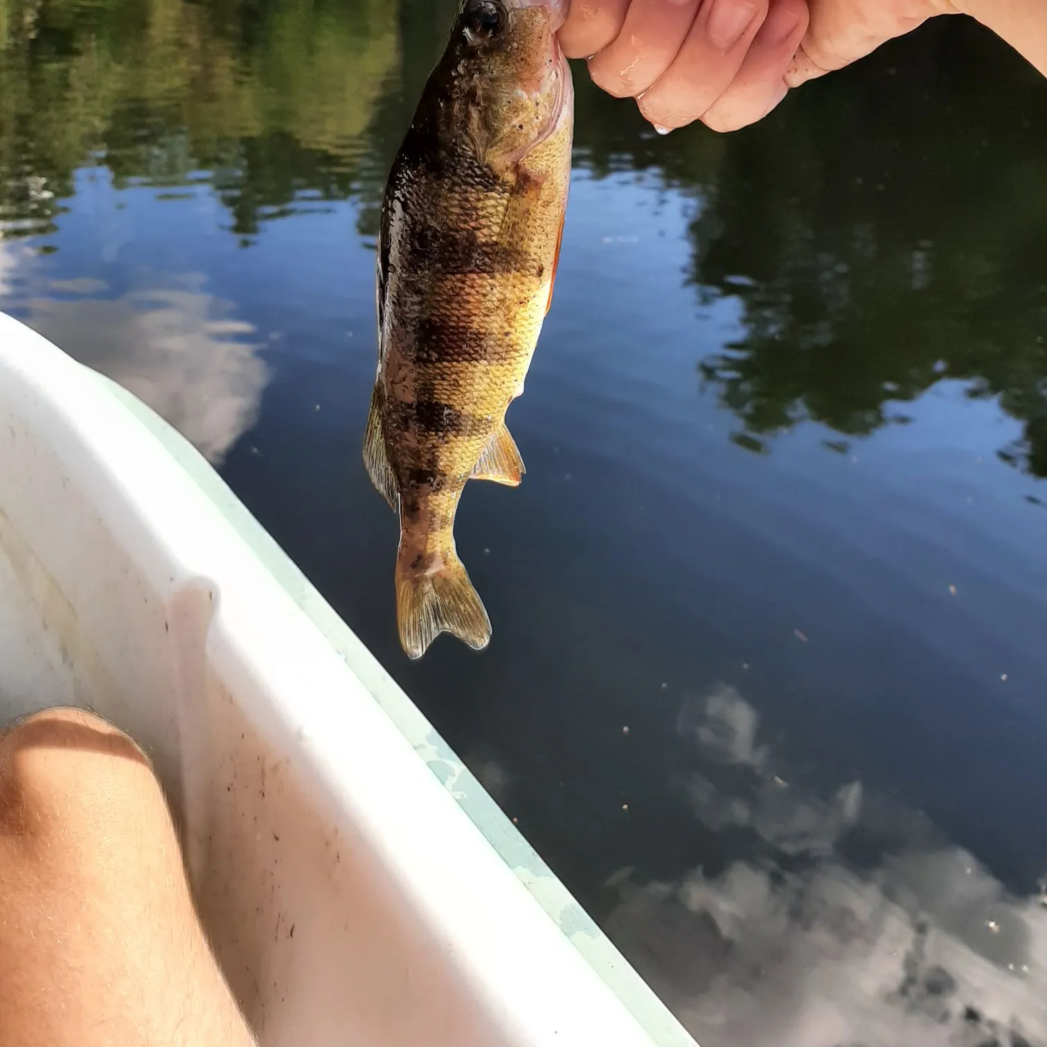 Yellow perch caught on Fishbrain